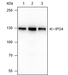 Anti-IPO4 Mouse Monoclonal Antibody