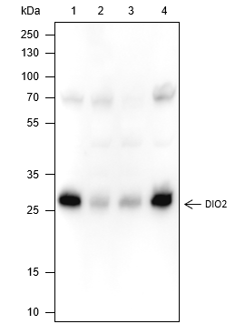 Anti-DIO2 Mouse Monoclonal Antibody