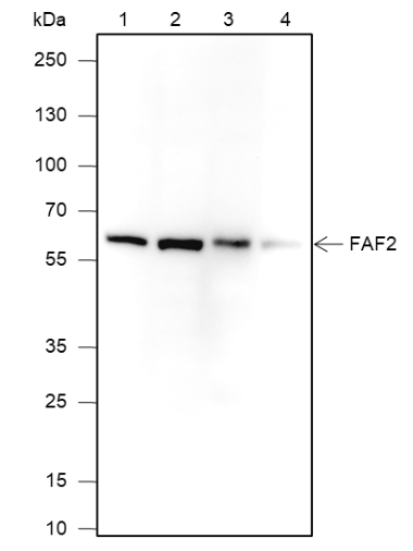 Anti-FAF2 Mouse Monoclonal Antibody