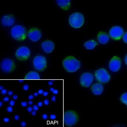 Anti-CD352 Mouse Monoclonal Antibody