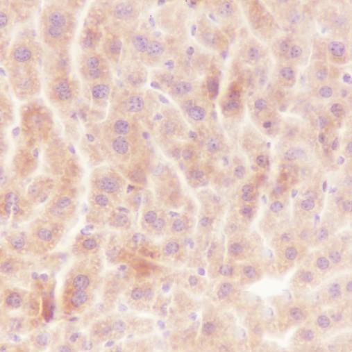 Anti-OMA1 Mouse Monoclonal Antibody