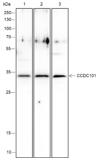 Anti-CCDC101 Mouse Monoclonal Antibody