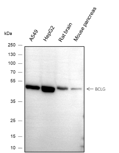 Anti-BCLG Mouse Monoclonal Antibody