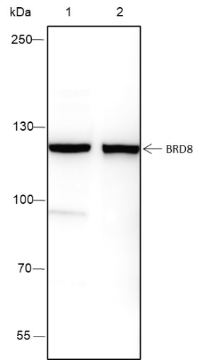 Anti-BRD8 Mouse Monoclonal Antibody