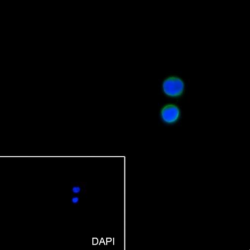 Anti-CD319 Mouse Monoclonal Antibody