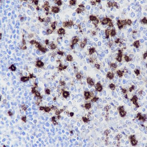 Anti-CD57 Mouse Monoclonal Antibody