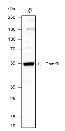 Anti-Dnmt3L Mouse Monoclonal Antibody