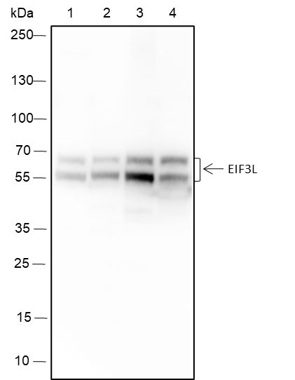 Anti-EIF3L Mouse Monoclonal Antibody