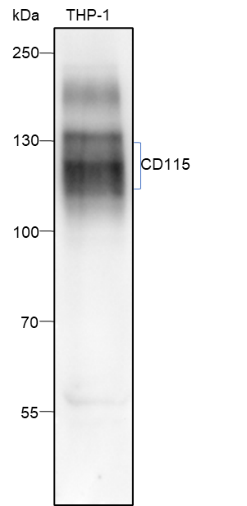 Anti-CD115 Mouse Monoclonal Antibody