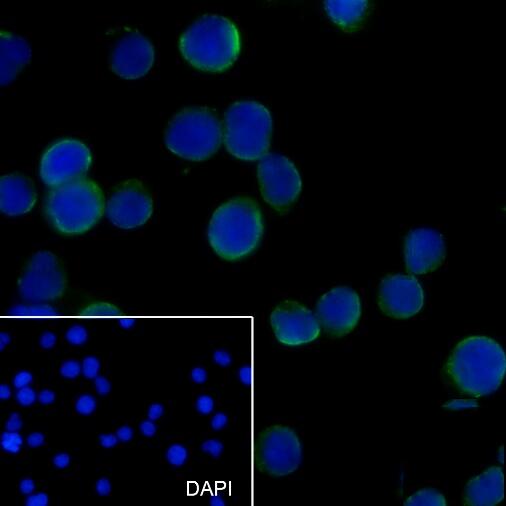Anti-CD89 Mouse Monoclonal Antibody