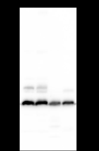 Anti-14-3-3 theta Mouse Monoclonal Antibody
