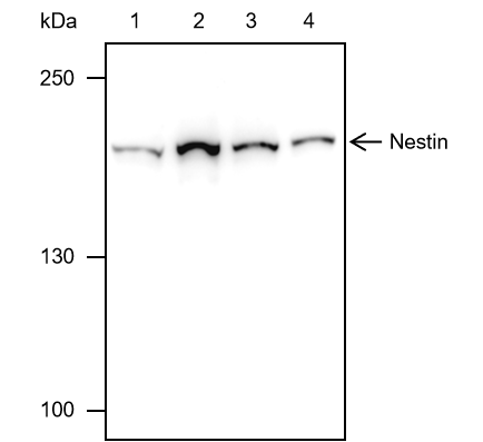 Anti-Nestin Mouse Monoclonal Antibody