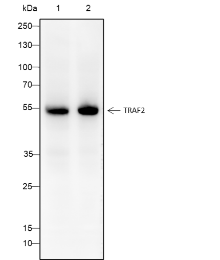 Anti-TRAF2 Mouse Monoclonal Antibody
