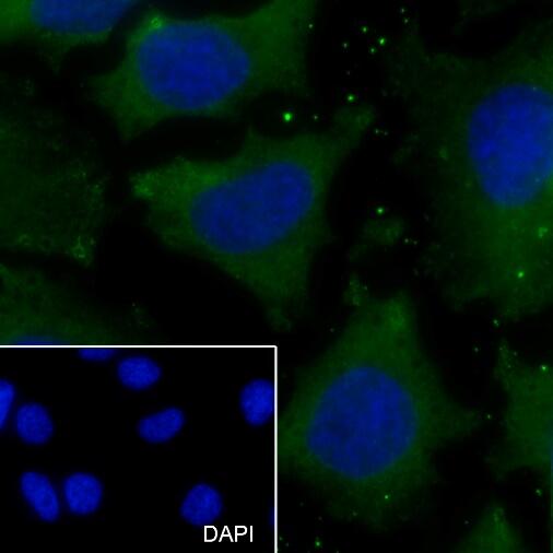 Anti-TRAF2 Mouse Monoclonal Antibody