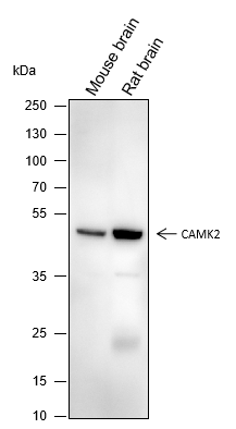 Anti-CAMK2 Mouse Monoclonal Antibody