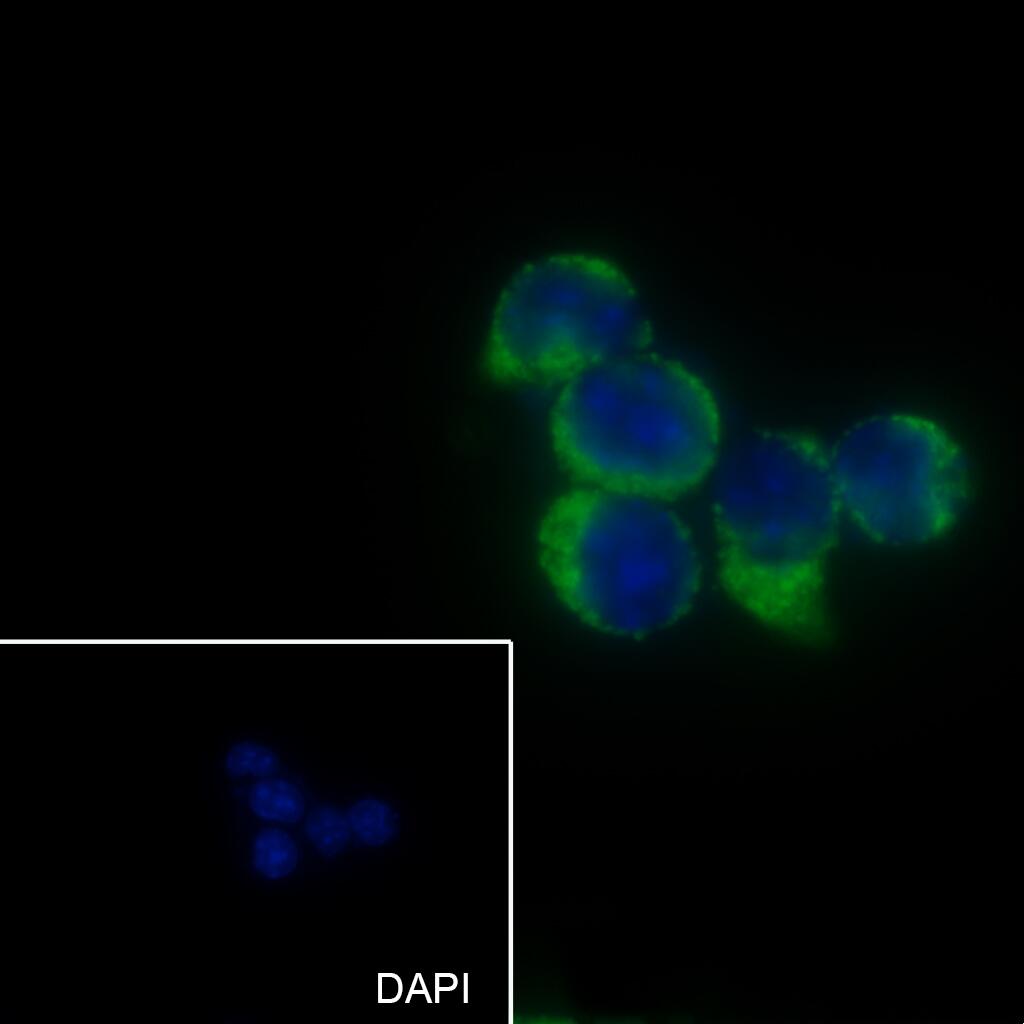 Anti-CAMK2 Mouse Monoclonal Antibody