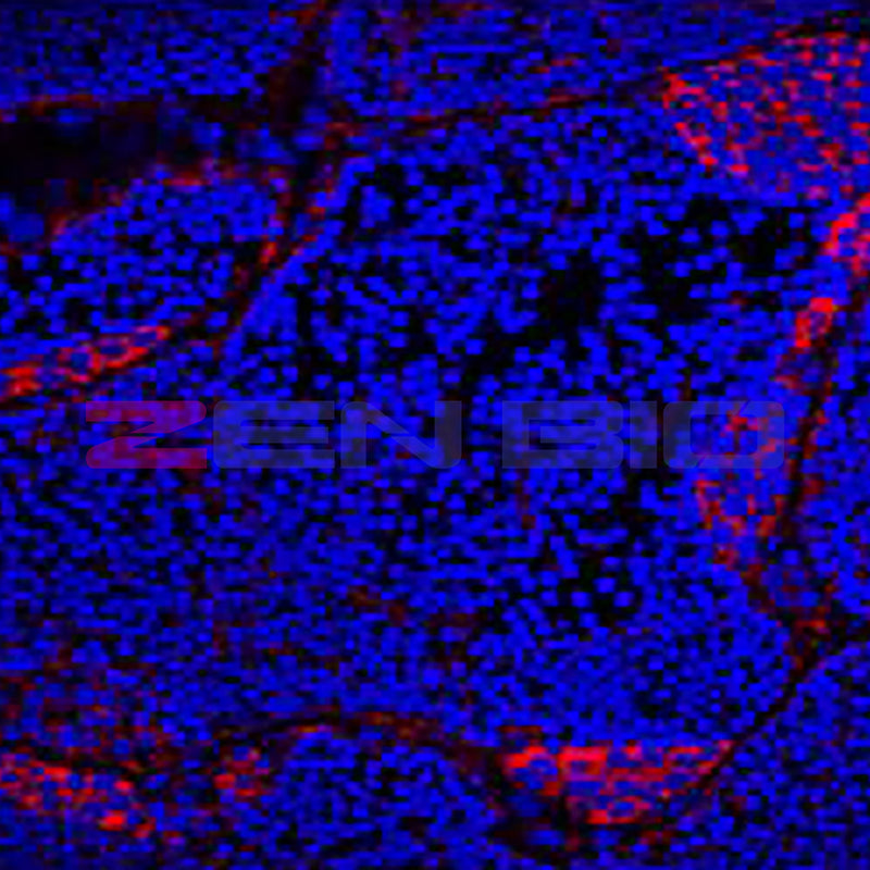 Anti-VASA Mouse Monoclonal Antibody