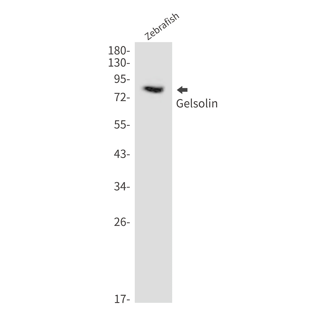 Anti-Gelsolin Rabbit Polyclonal Antibody