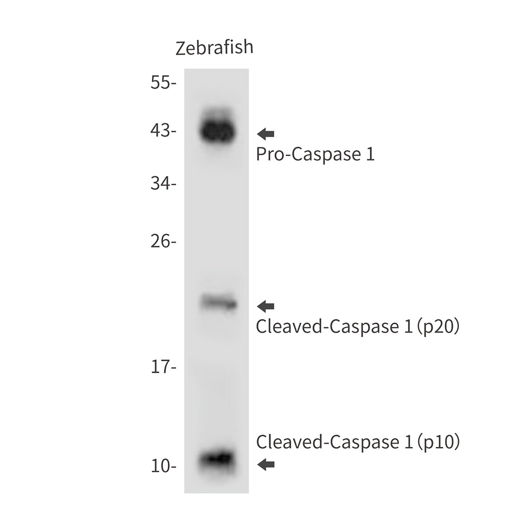 Anti-Caspase 1 Rabbit Polyclonal Antibody