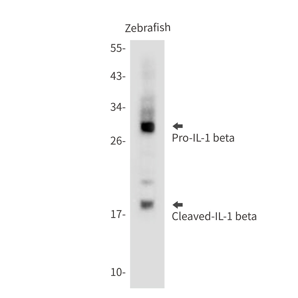 Anti-IL-1 beta Rabbit Polyclonal Antibody
