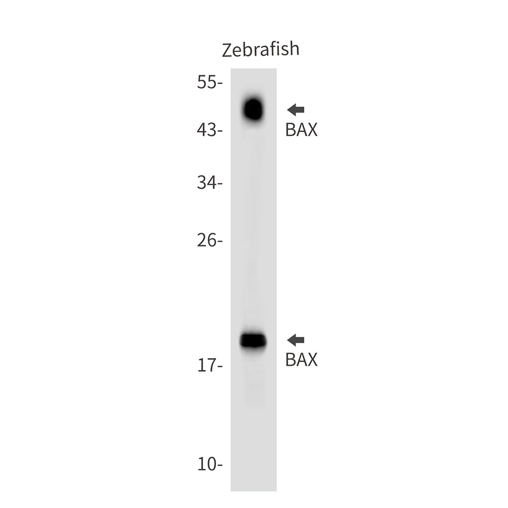Anti-BAX Rabbit Polyclonal Antibody