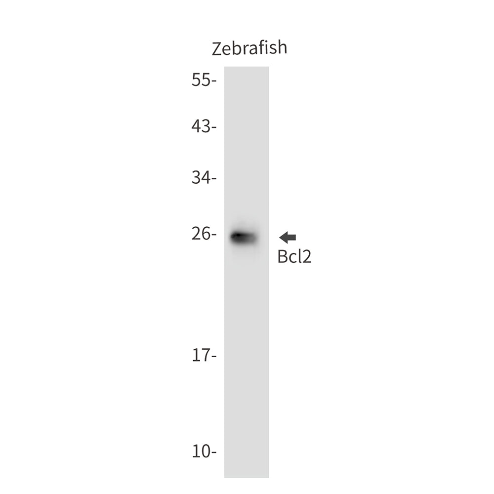 Anti-Bcl2 Rabbit Polyclonal Antibody