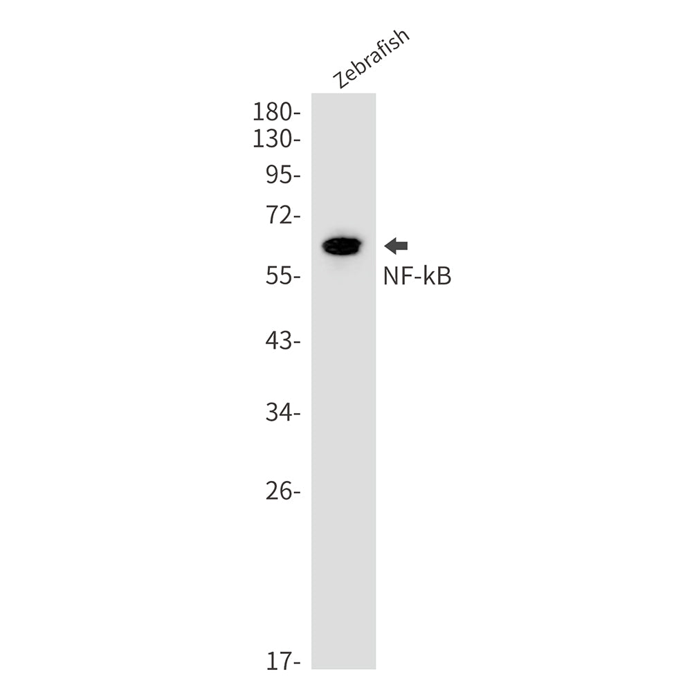 Anti-NF-kB Rabbit Polyclonal Antibody