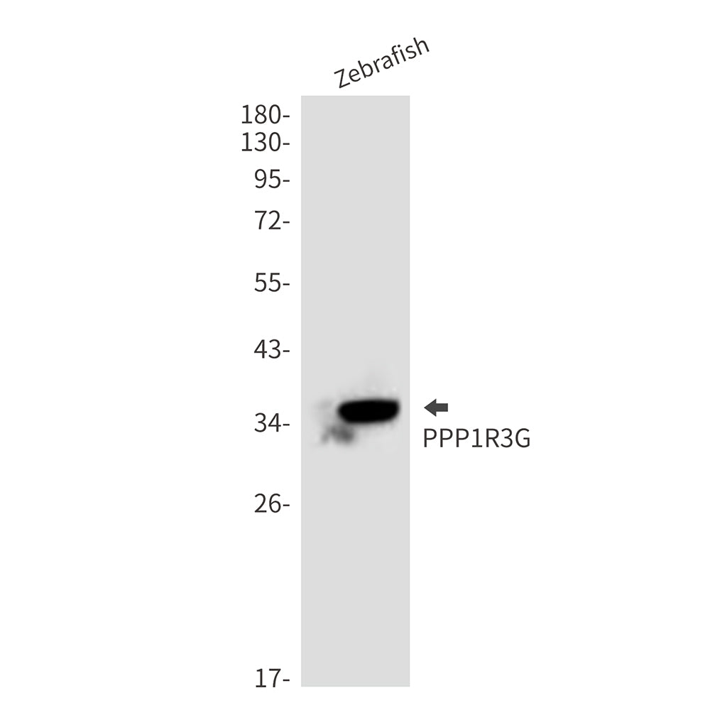 Anti-PPP1R3G Rabbit Polyclonal Antibody