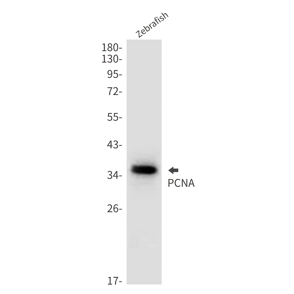 Anti-PCNA Rabbit Polyclonal Antibody