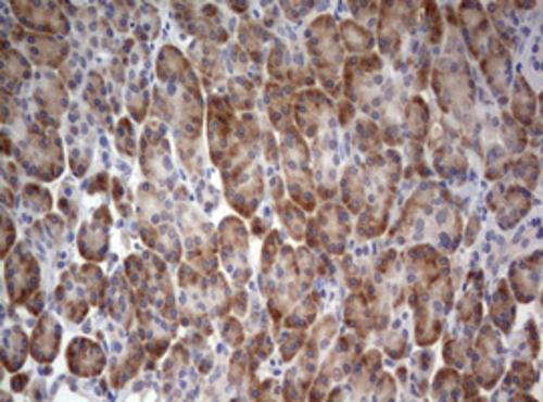Anti-LKB1 Mouse Monoclonal Antibody