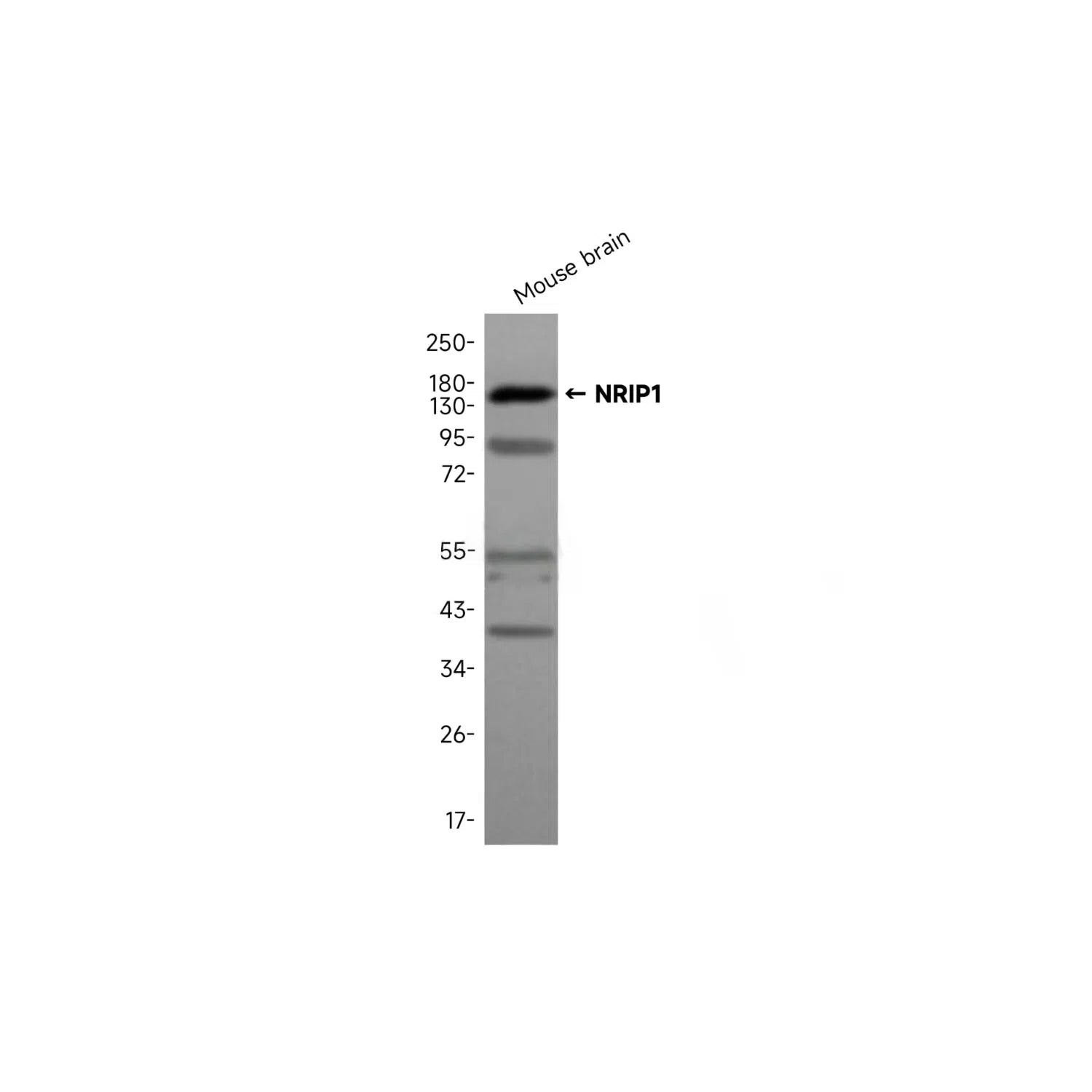 Anti-NRIP1 Rabbit Polyclonal Antibody