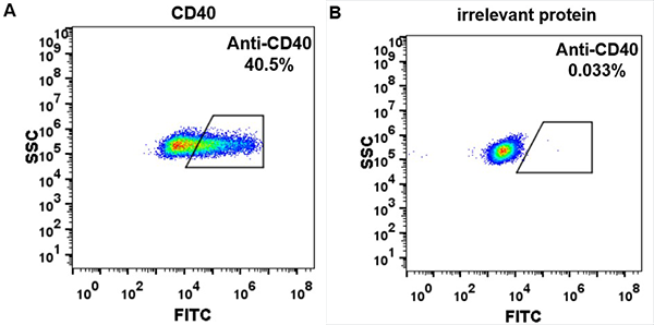 Anti-CD40 mAb (Iscalimab biosimilar)