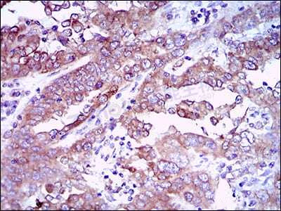 Anti-EGFR Mouse Monoclonal Antibody