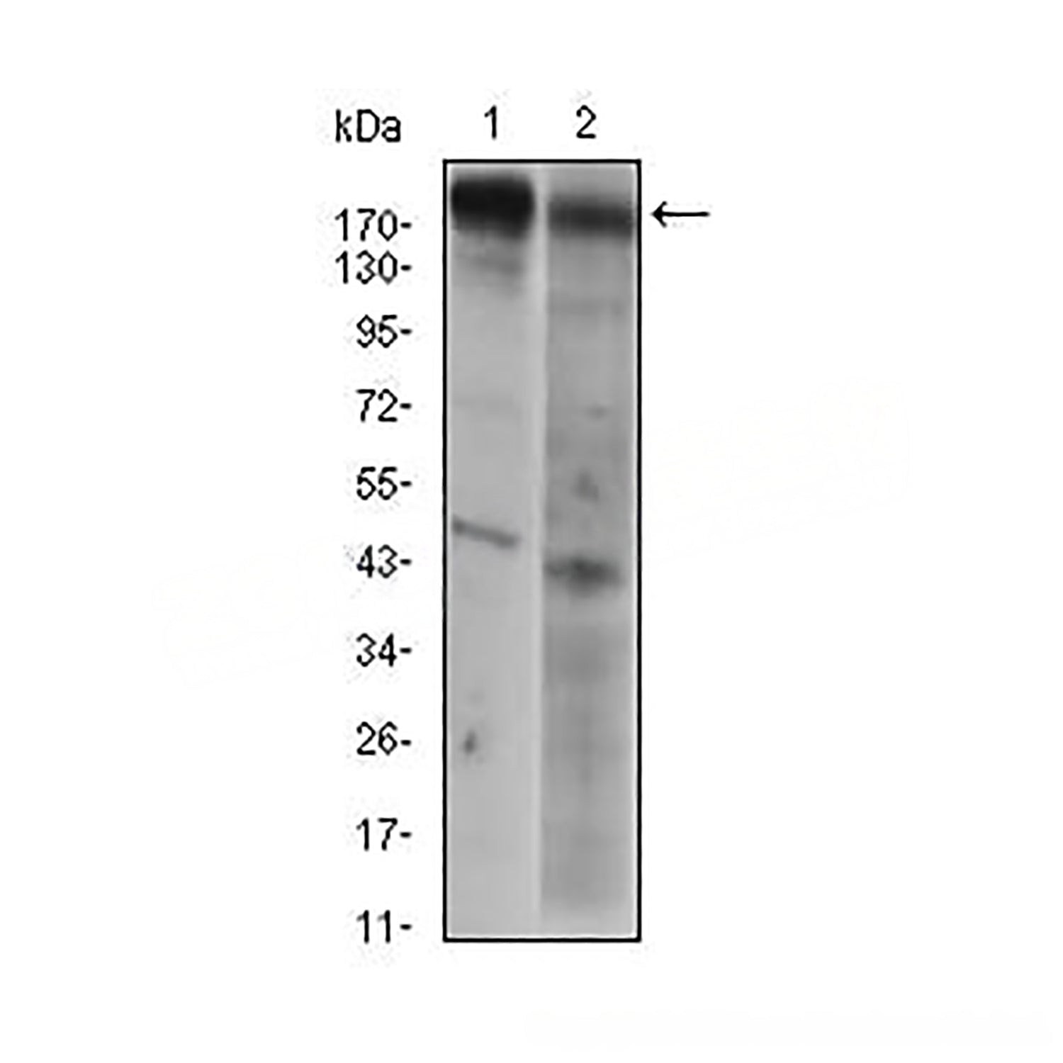 Anti-EGFR Mouse Monoclonal Antibody