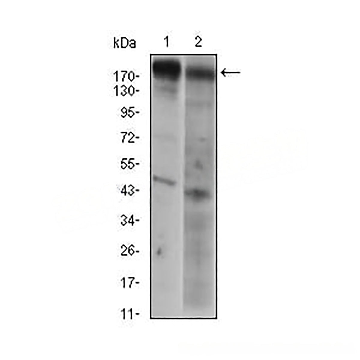 Anti-EGFR Mouse Monoclonal Antibody