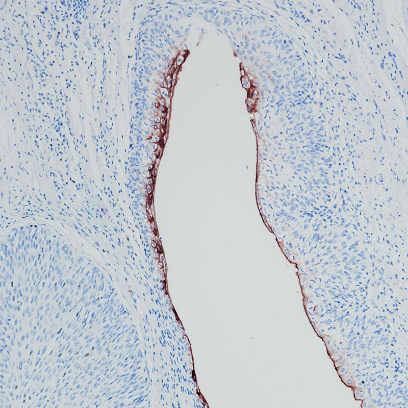 Anti-Uroplakin 3A Rabbit Monoclonal Antibody