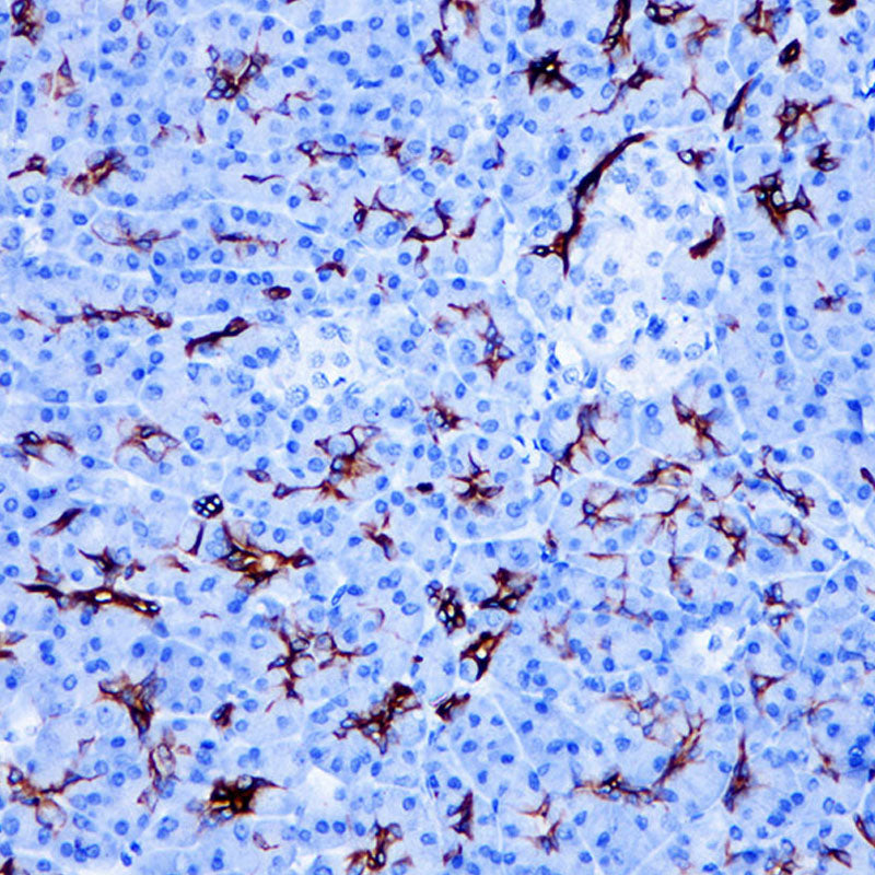 Anti-Cytokeratin 19 Rabbit Monoclonal Antibody