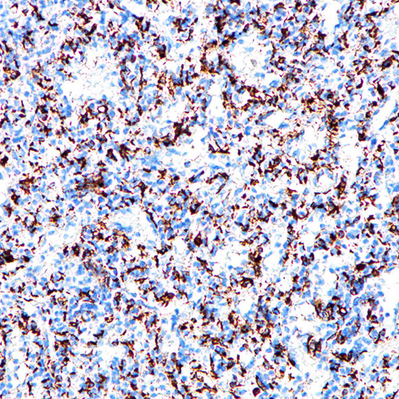Anti-CD68 Rabbit Monoclonal Antibody