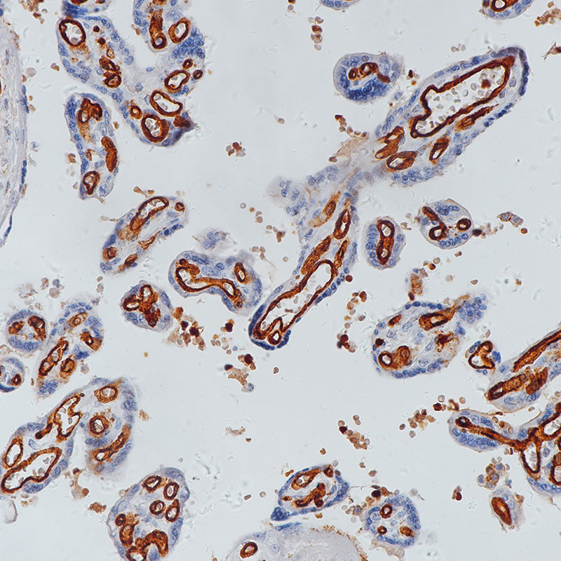 Anti-CD31 Rabbit Monoclonal Antibody
