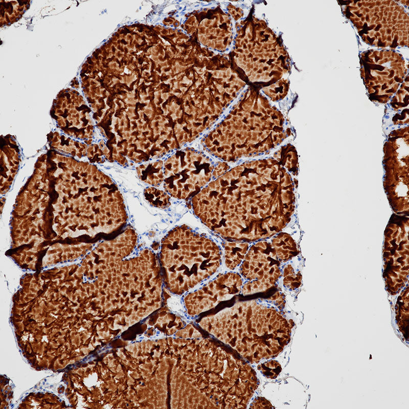 Anti-Thyroglobulin Rabbit Monoclonal Antibody