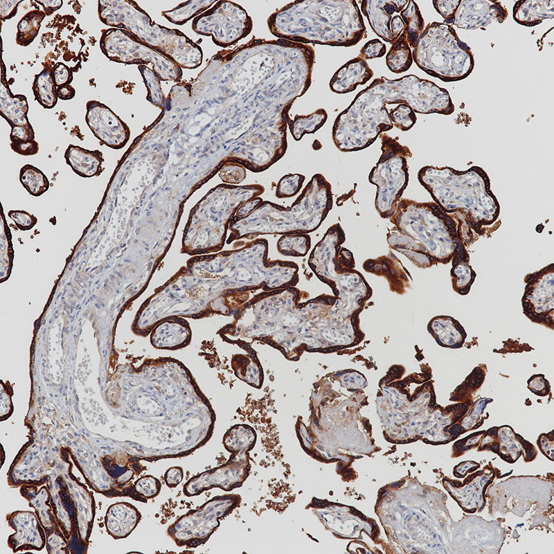 Anti-Glycoprotein Hormones alpha Chain Rabbit Monoclonal Antibody