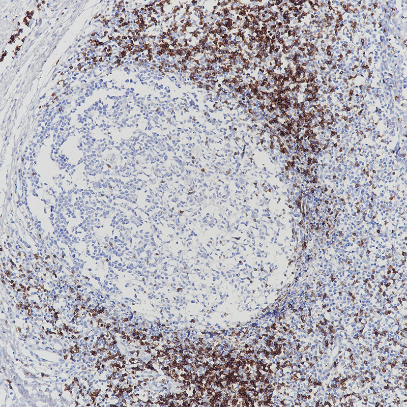 Anti-CD7 Rabbit Monoclonal Antibody