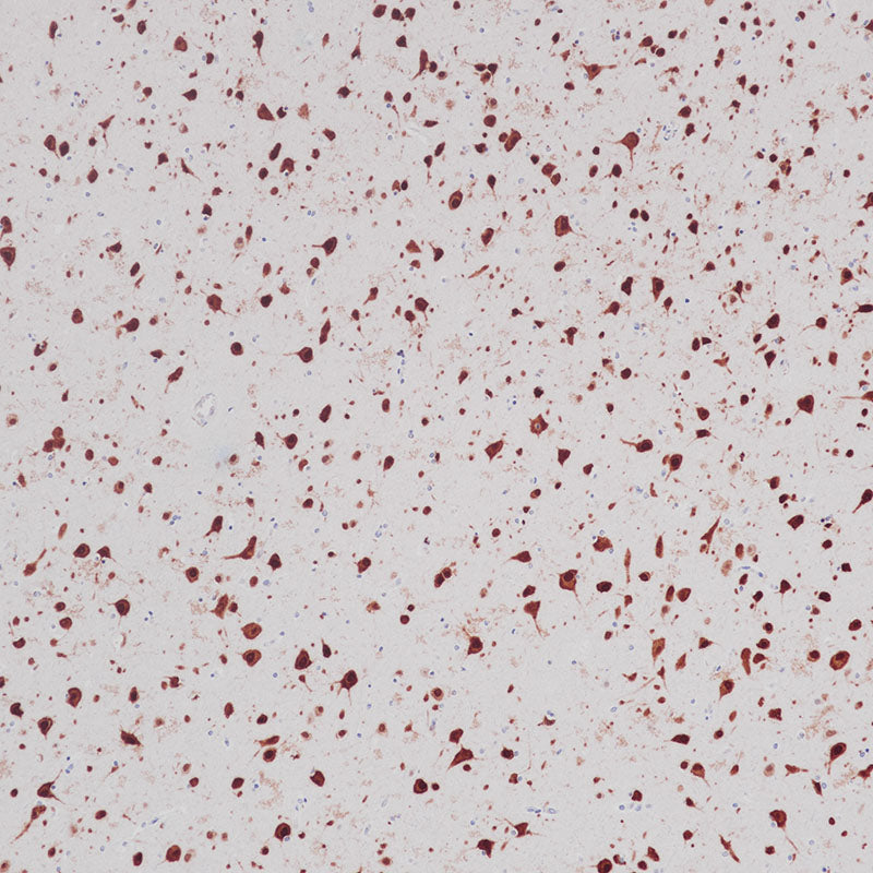 Anti-NeuN Rabbit Monoclonal Antibody
