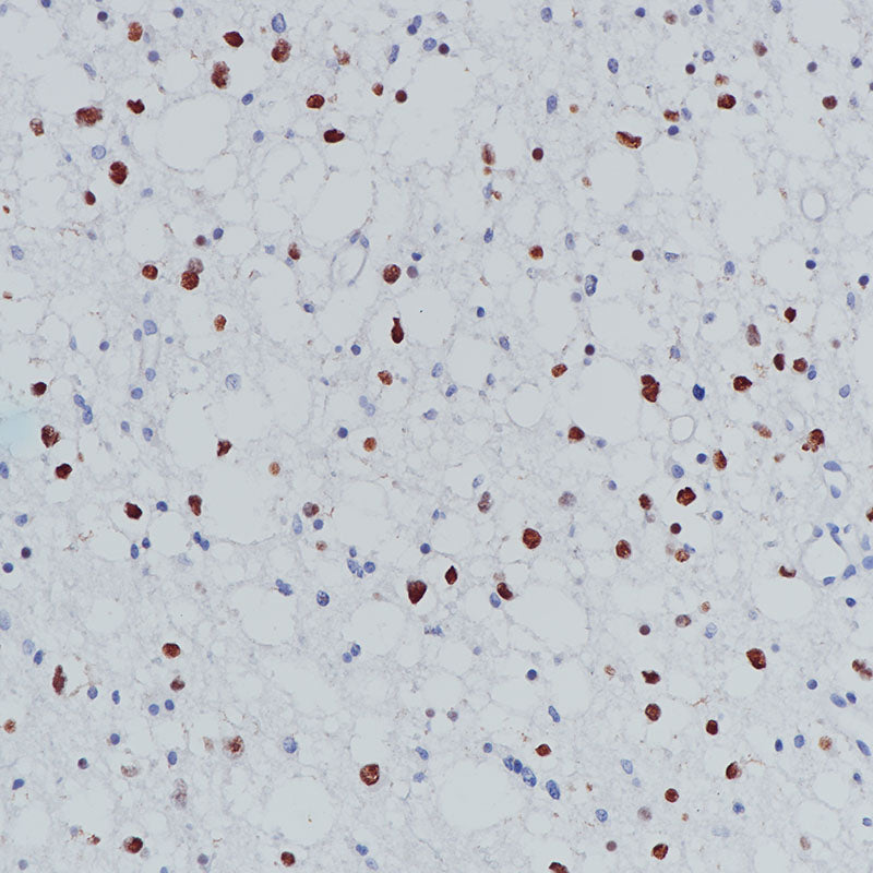 Anti-Olig2 Rabbit Monoclonal Antibody