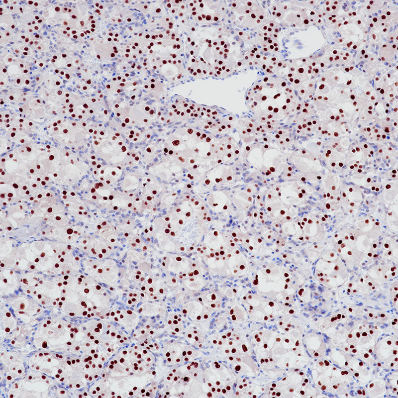 Anti-Transcription Factor E3 Rabbit Monoclonal Antibody