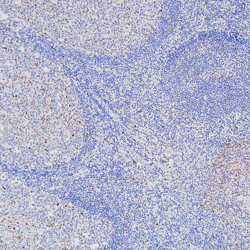 Anti-c-Myc Rabbit Monoclonal Antibody
