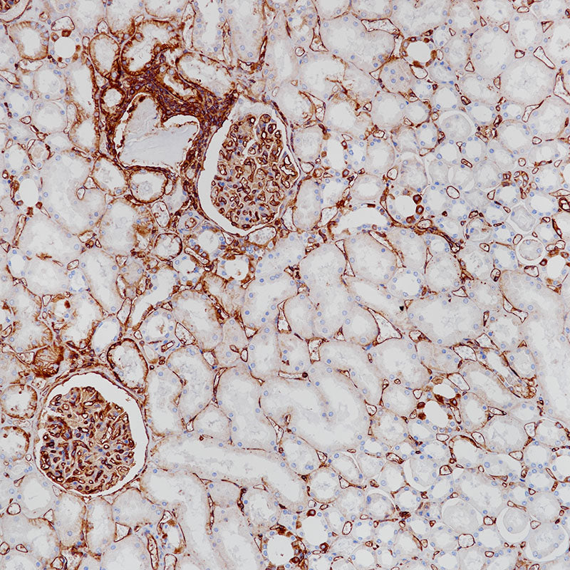Anti-MHC I Rabbit Monoclonal Antibody
