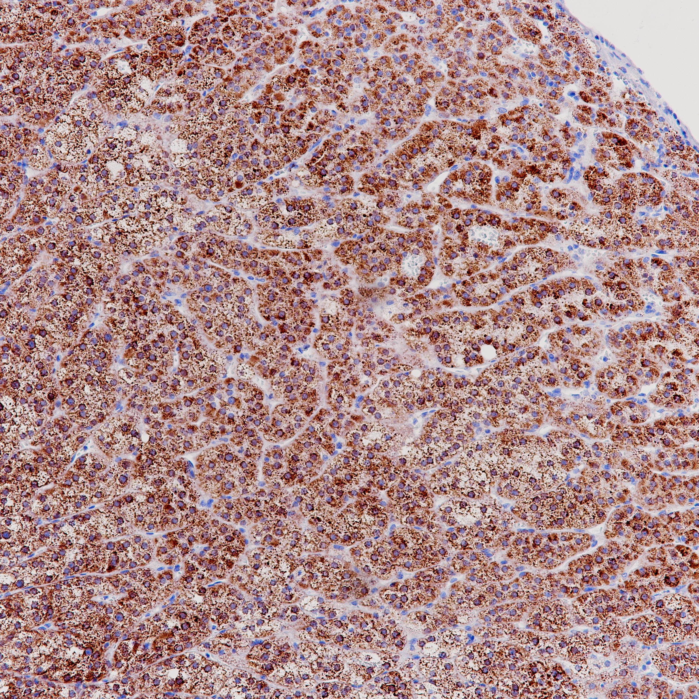 Anti-StAR Rabbit Monoclonal Antibody