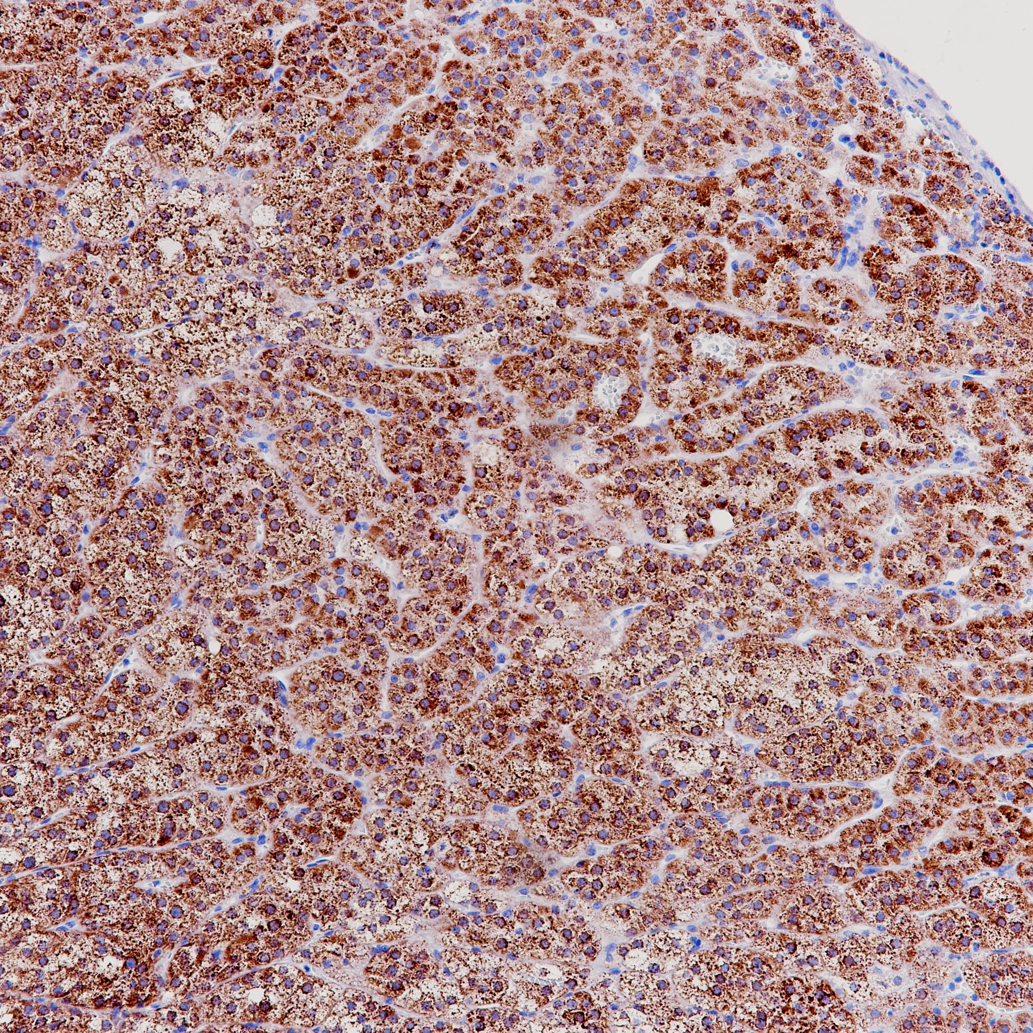 Anti-StAR Rabbit Monoclonal Antibody