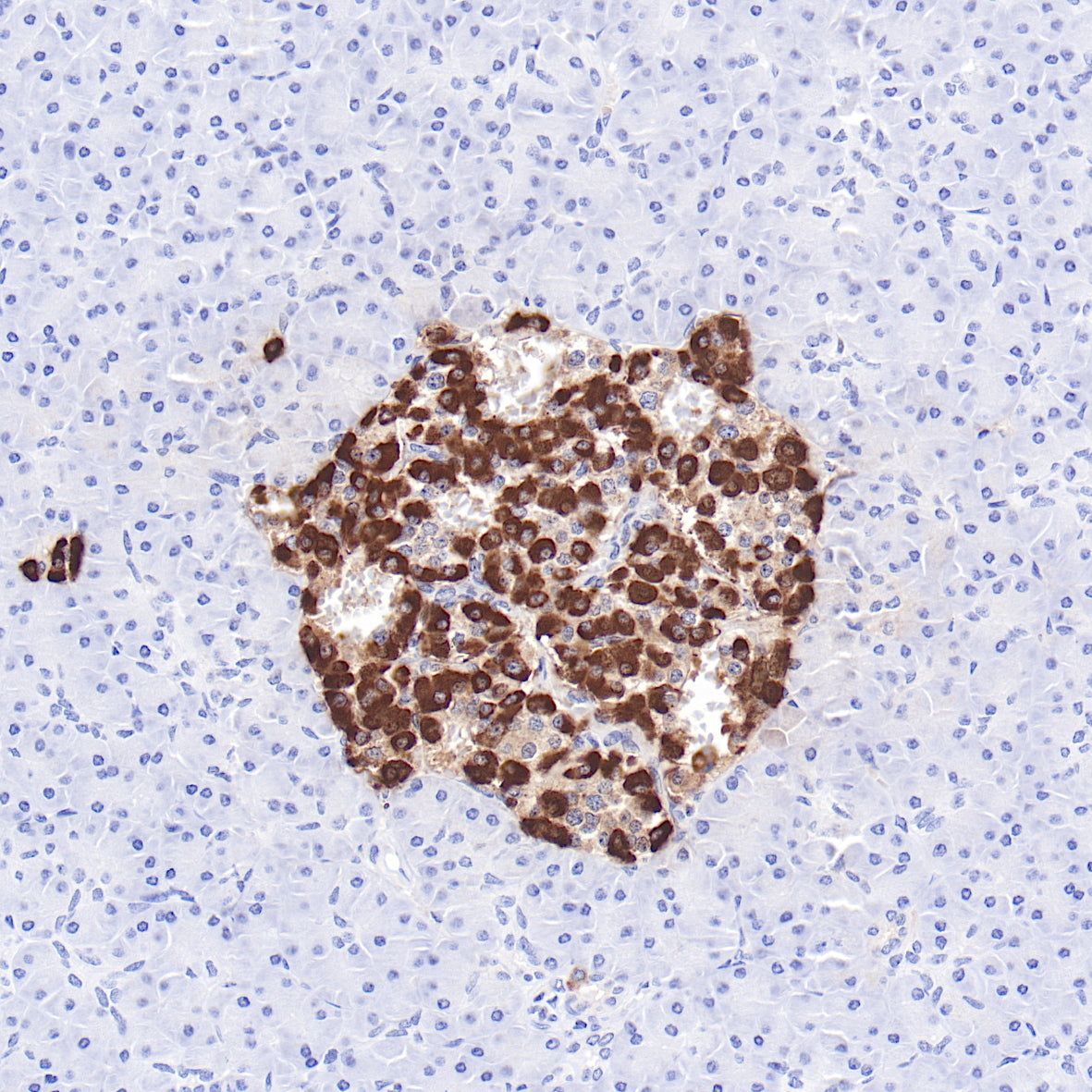 Anti-Glucagon Rabbit Monoclonal Antibody